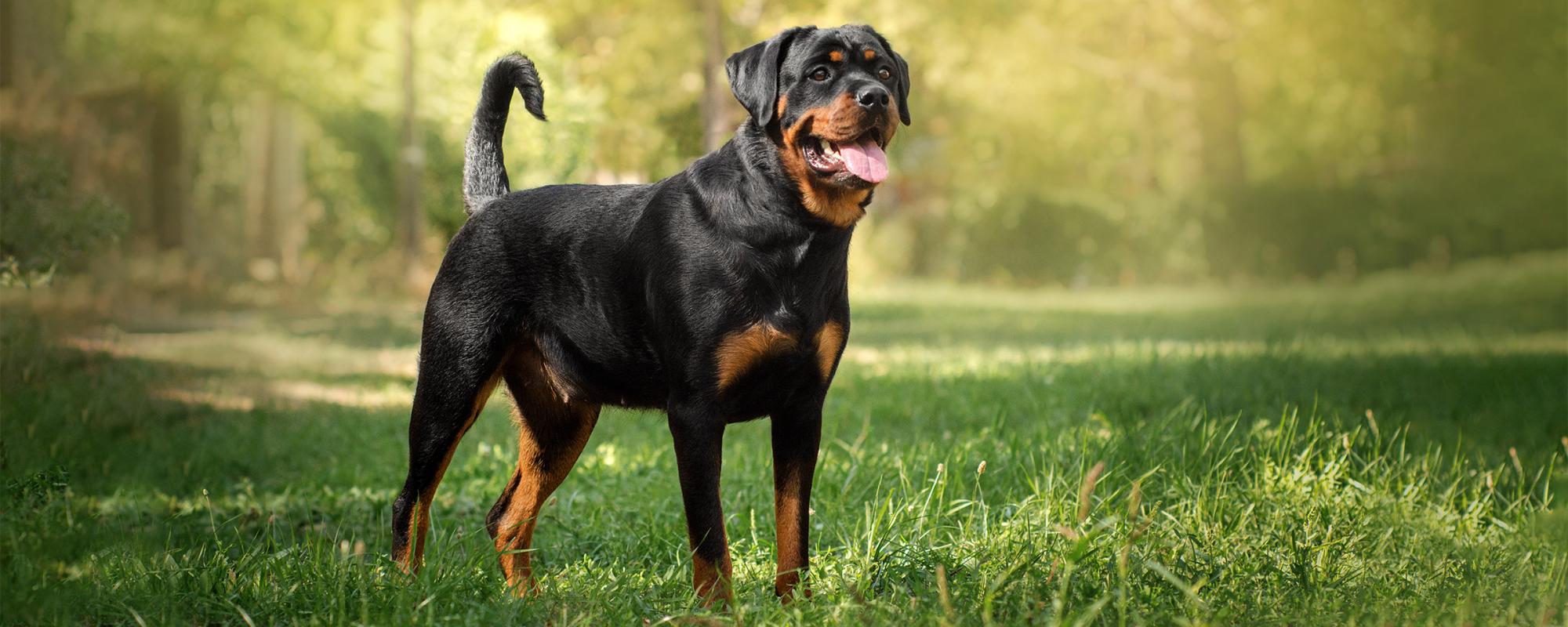 Rottweiler Rasseportrait