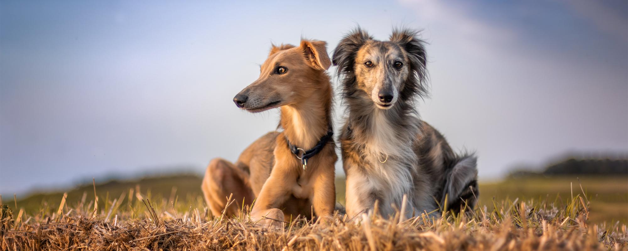 silken-windsprite rasseportrait silken windsprite windhund