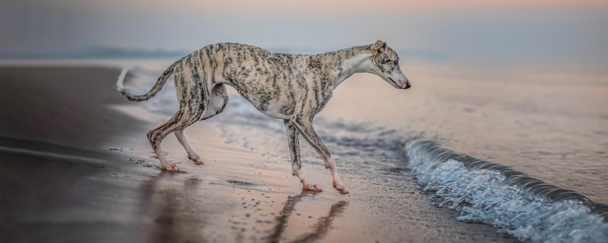 whippet rasseportrait windhund whippet