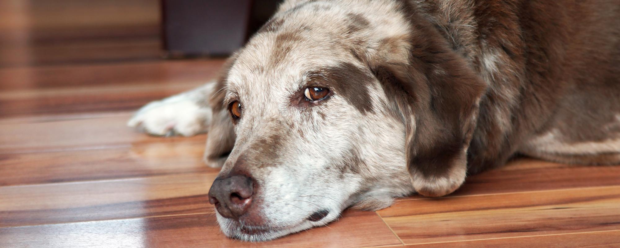 alter-hund demenz bei älteren hunden ist eine ernstzunehmende krankheit