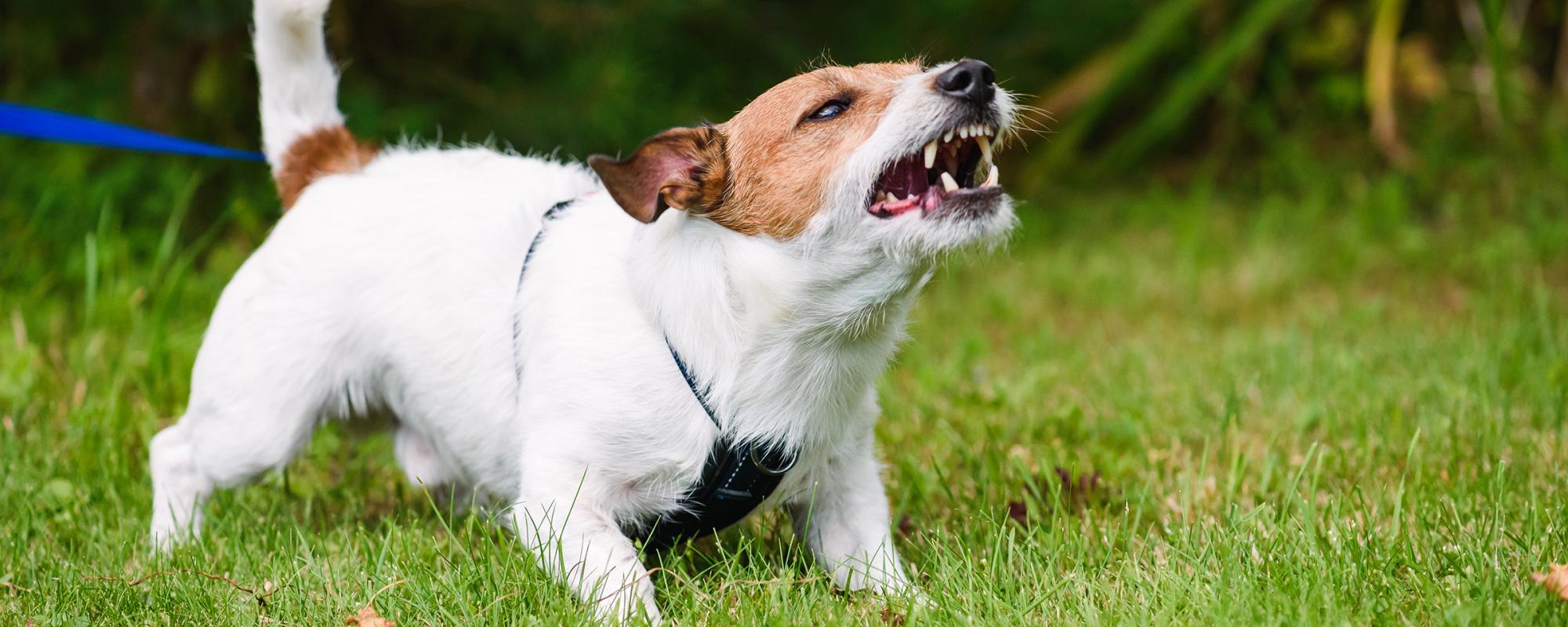 Schilddrüsenprobleme bei Hunden können zu Verhaltensstörungen führen