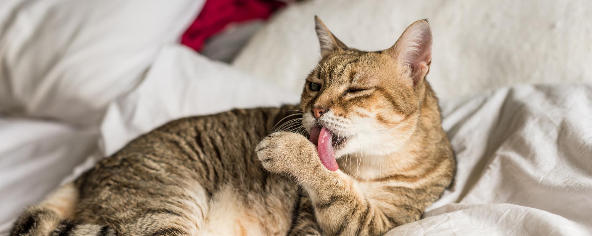 katzen verbringen viel Zeit mit der Fellpflege