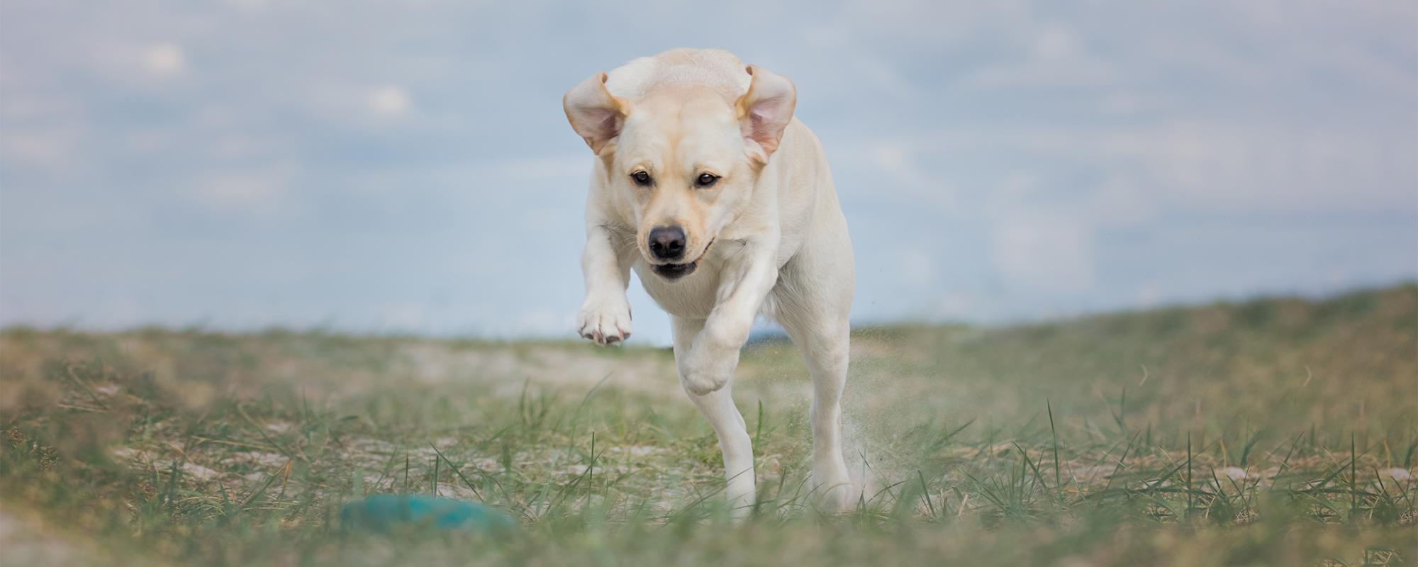 labrador-springt-dummy hund springt zum dummy