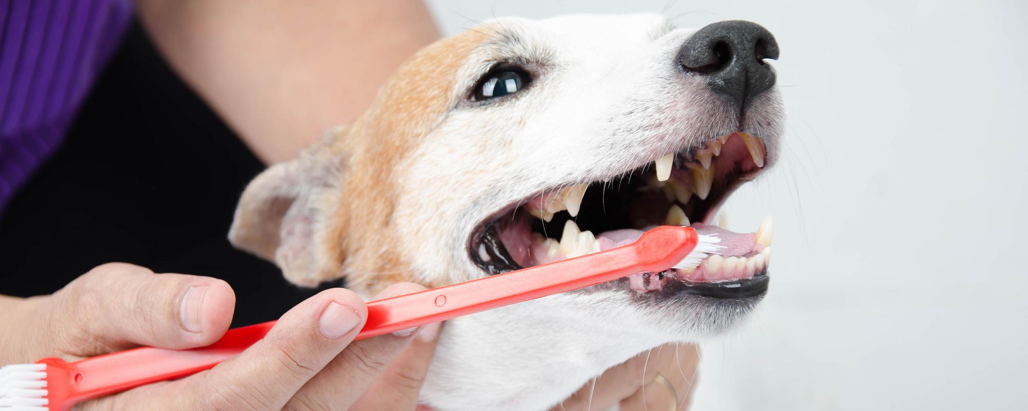 zahnpflege-hund zahnpflege und -vorsorge bei hunden ist sehr wichtig
