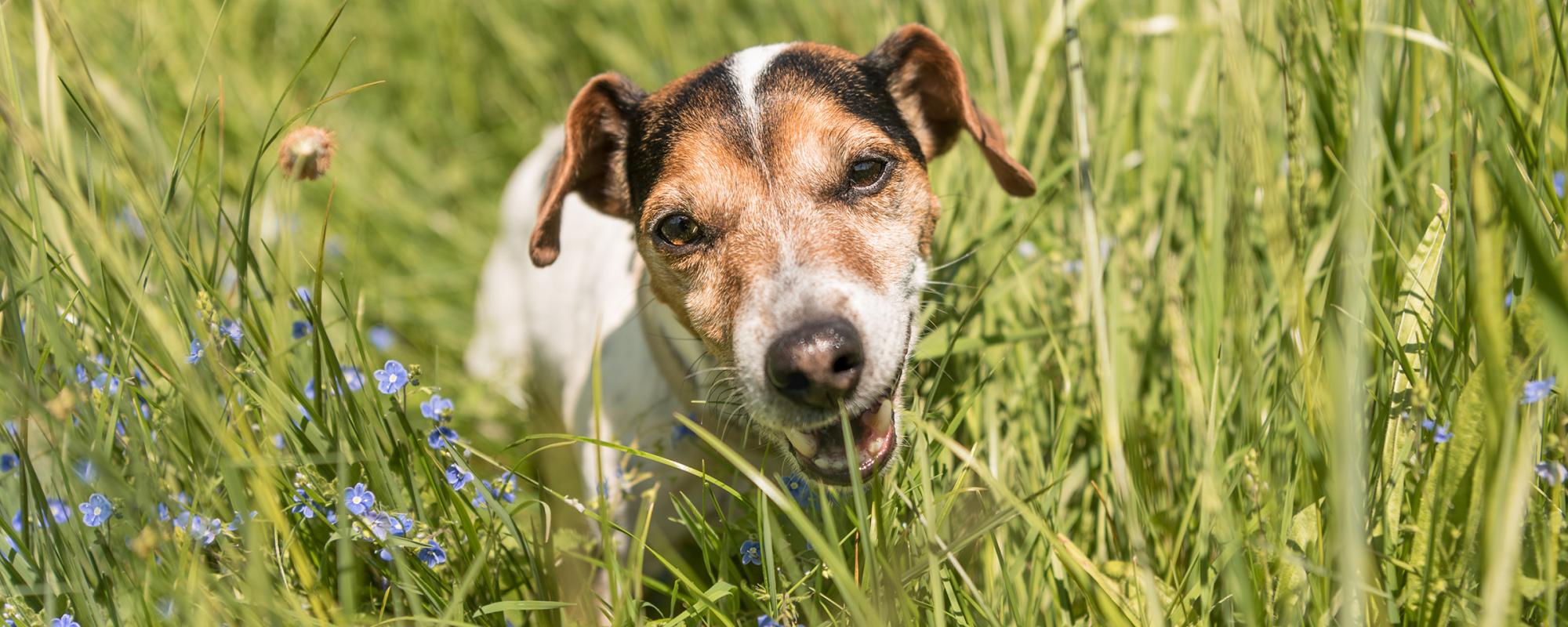 hund-frisst-gras hund frisst gras und nimmt parasiten auf