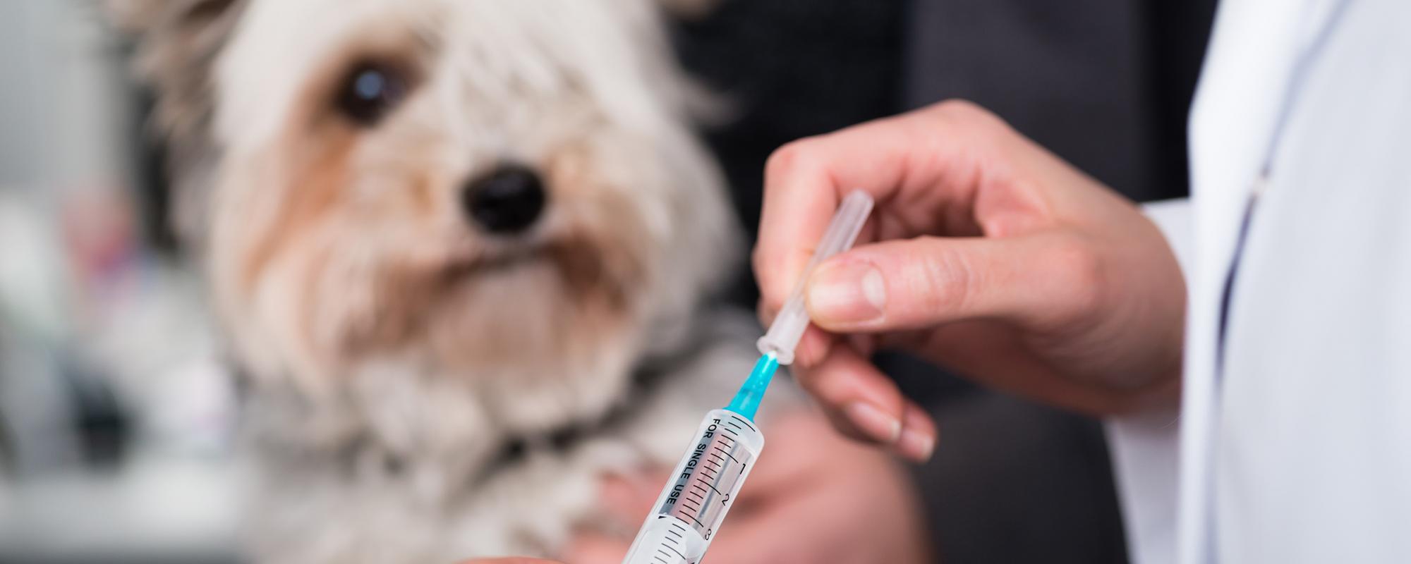 impfungen-hund welche impfungen sind bei Hunden sinnvoll