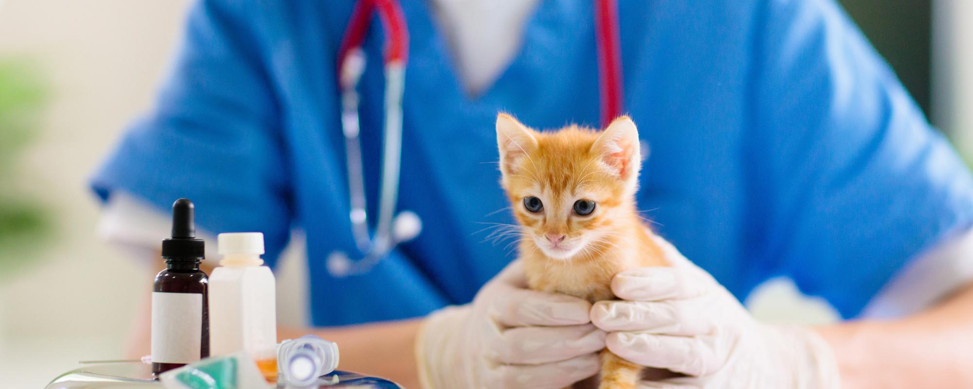 impfungen-katze welche impfungen benötigen katzen