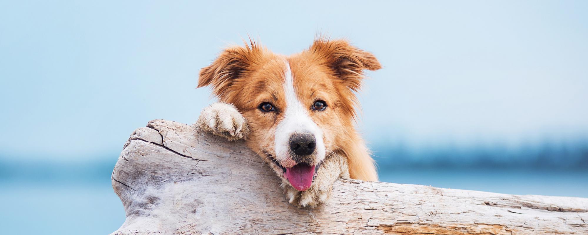 Die Pubertät von Hunden - so gehen Hundehalter am Besten damit um