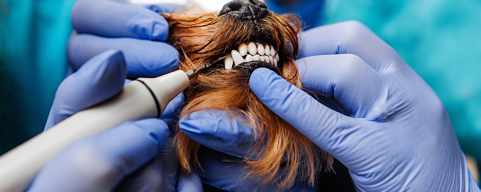 hund-tierarzt_prohylaxe gesundheitsvorsorge bei hunden und katzen - zahnsteinentfernung