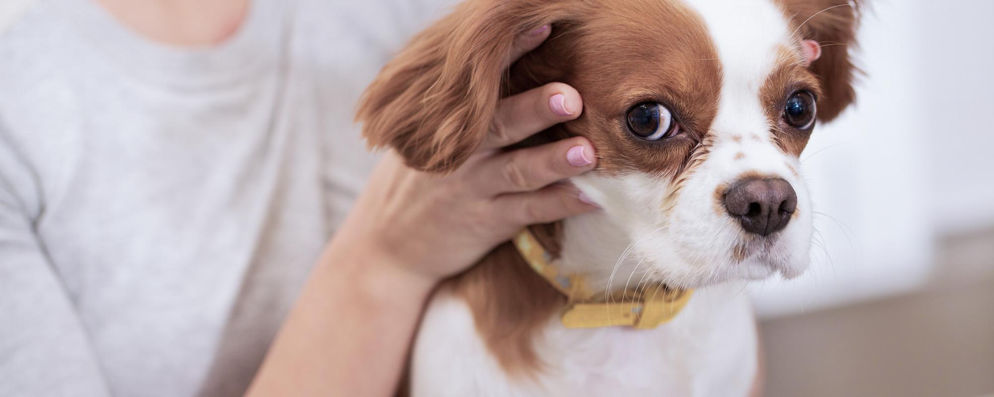 augenkrankheit-hund augenerkrankungen bei hunden erkennen