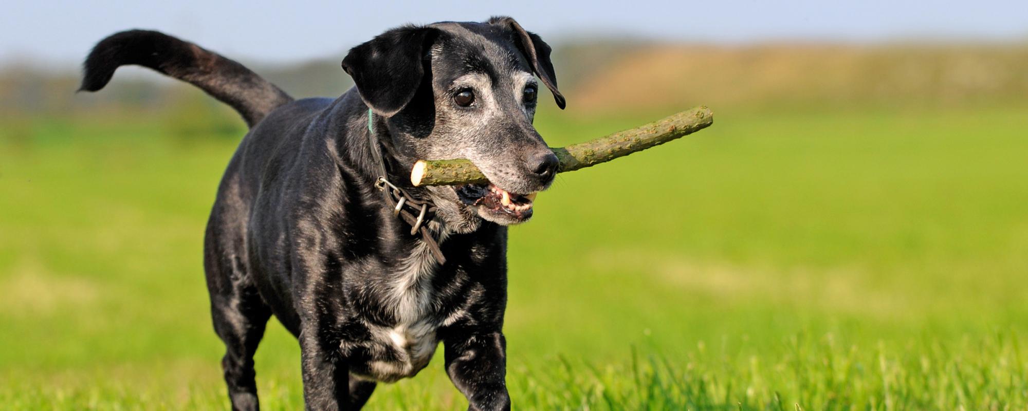 hund-mit-stock arthrose schmerzen bei hunden vermeiden