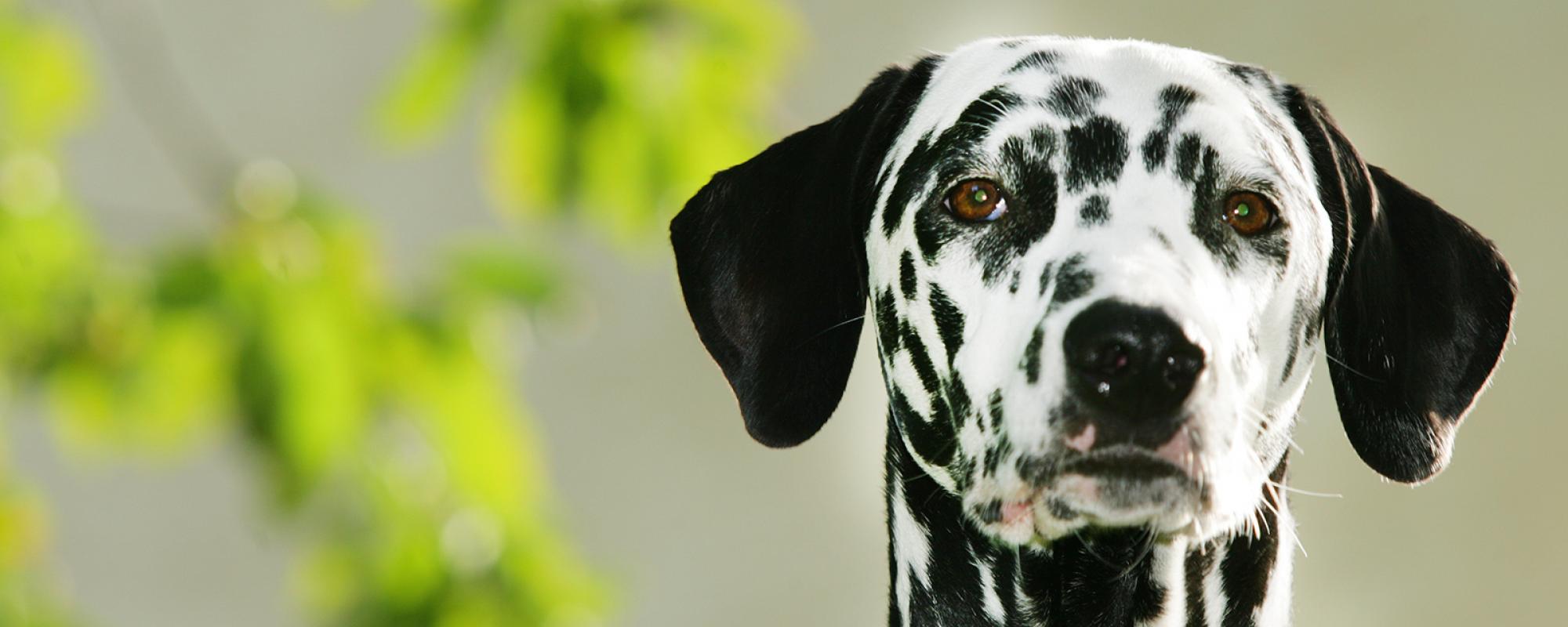 dalmatiner nierensteine bei hunden erkennen und behandeln