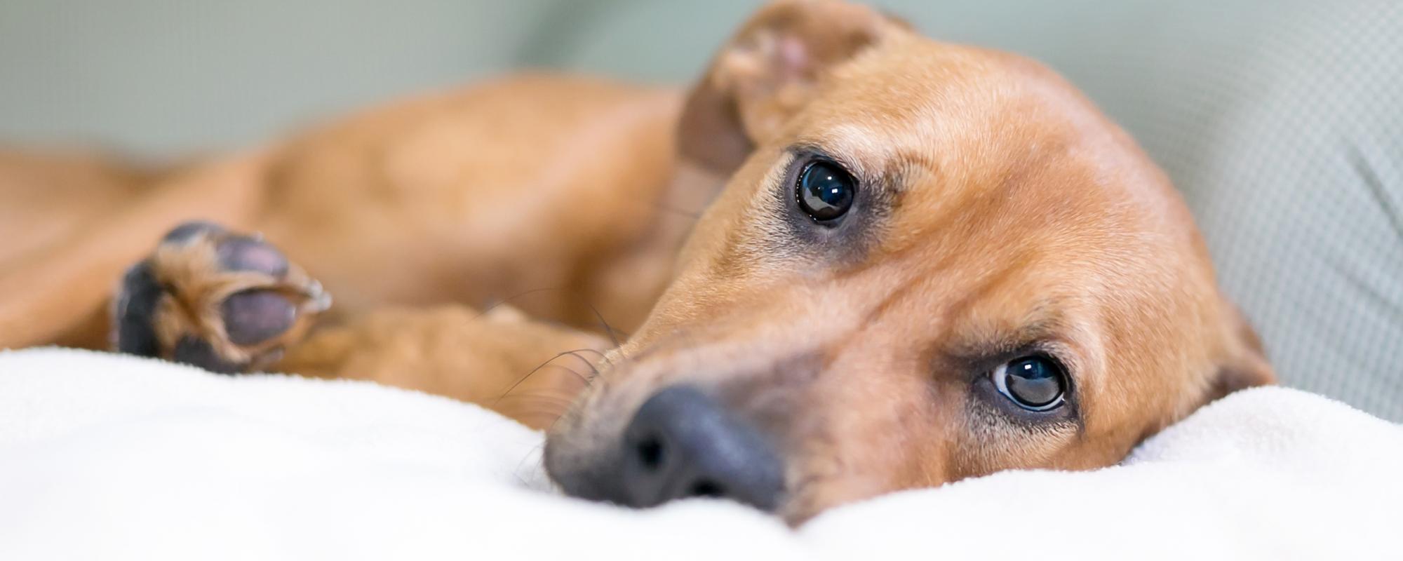 Tiere, die an einer Entzündung der Nierenkörperchen leiden, können abgeschlagen wirken