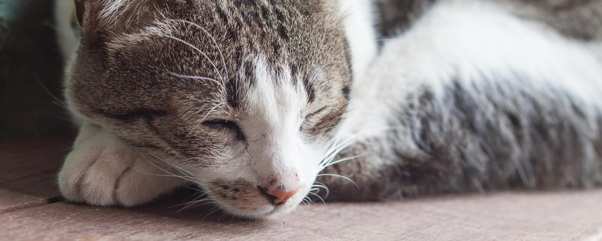 katze-chronische-nierenerkrankung-cne von der chronischen Nierenerkrankung (CNE) sind rund ein bis drei Prozent aller Katzen betroffen