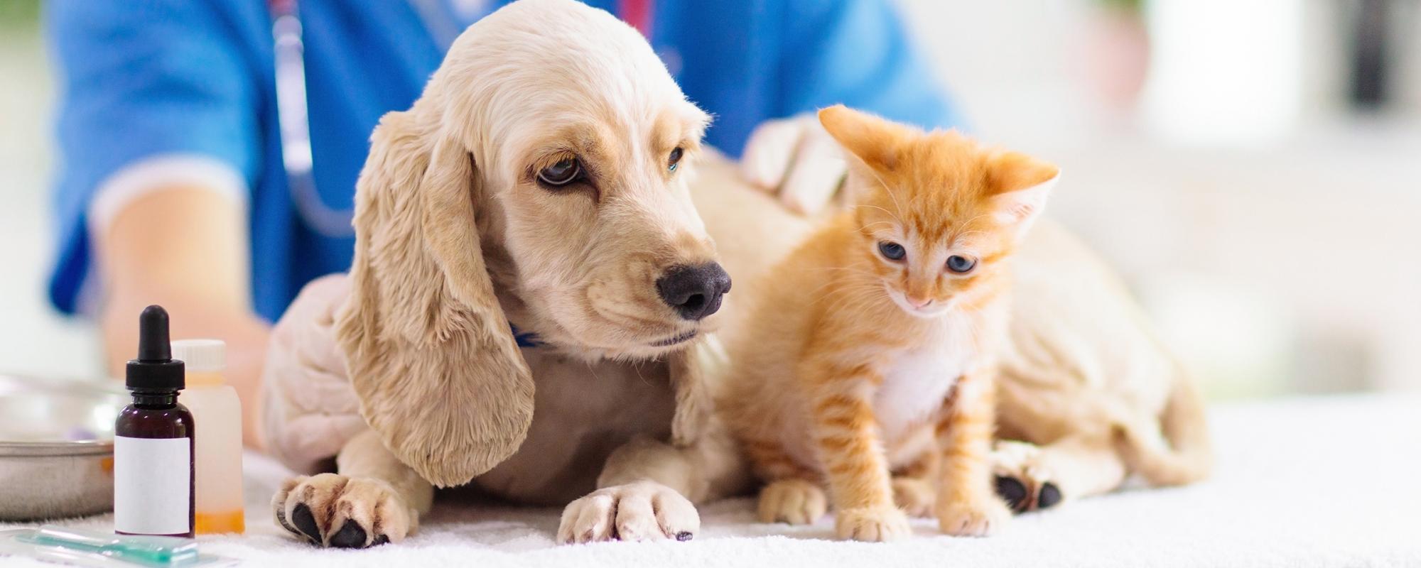 kinderkrankheiten Kinderkrankheiten bei Hunde- und Katzenwelpen erklärt
