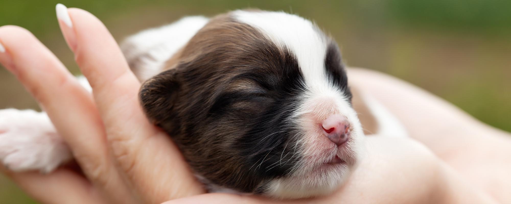 welpenjahr ein jahr im leben eines hundewelpen