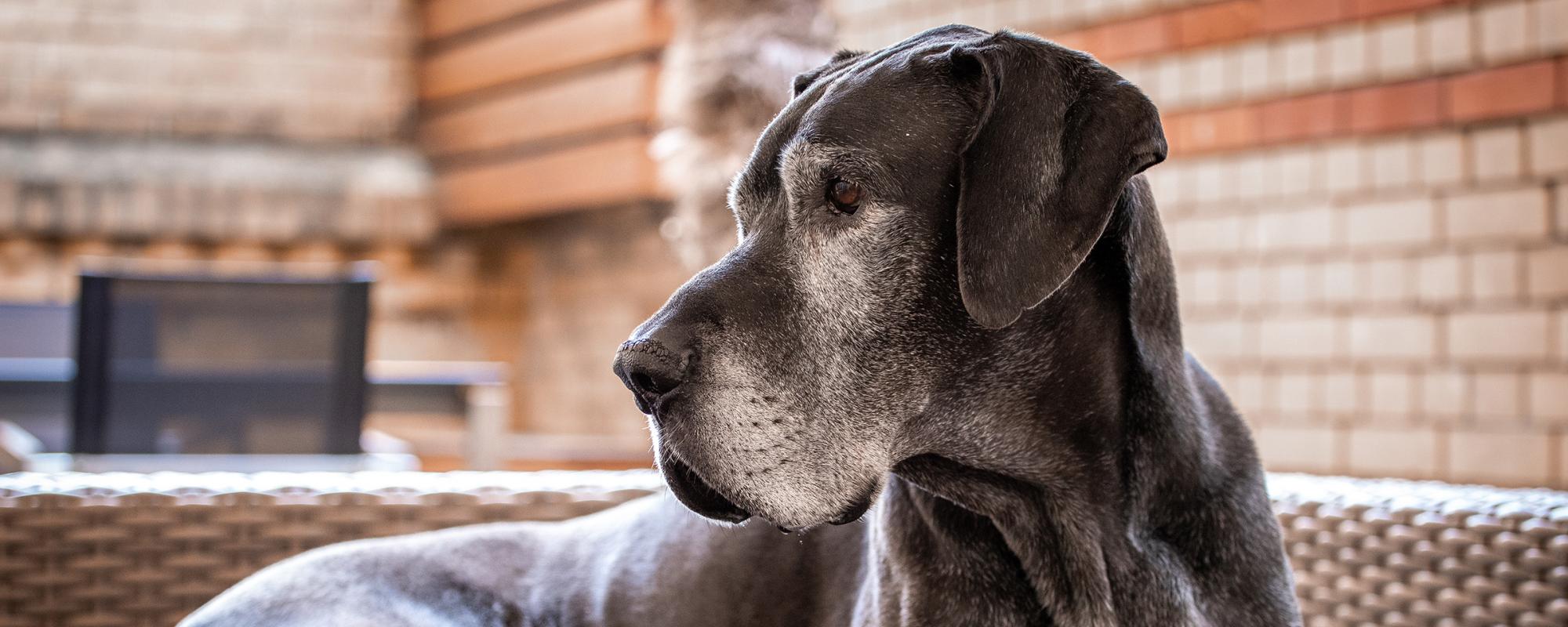 grosser-hund-magendrehung Magendrehung bei grossen Hunderassen ist ein Risiko