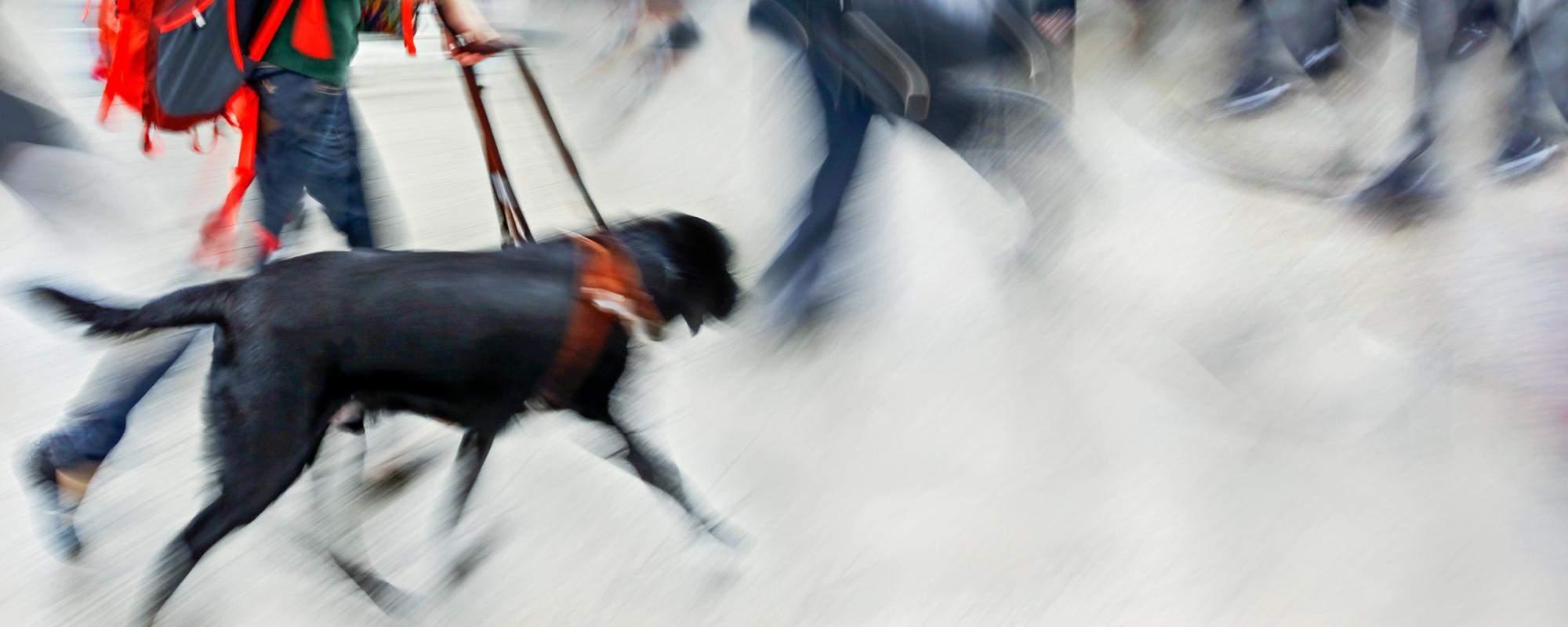 hund-in-menschenmenge stress bei hunden kann magenprobleme verursachen