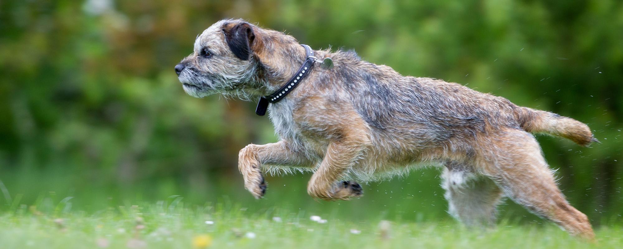 border_terrier Border Terrier Rasseportrait