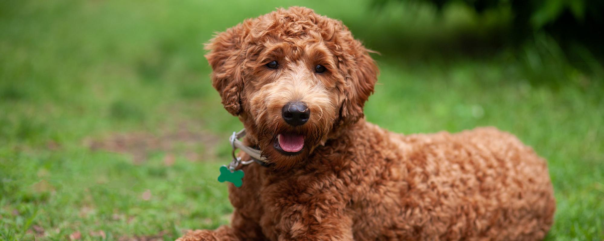 labradoodle labradoodle