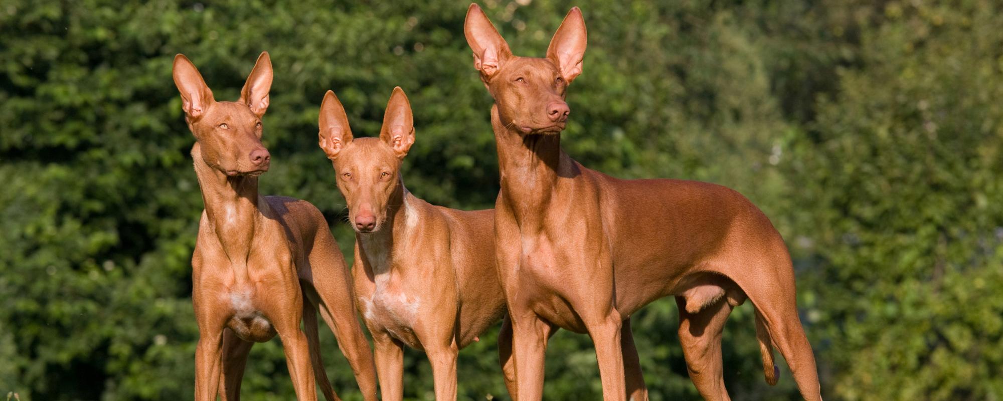pharaonenhunde hunderasse pharaonenhund