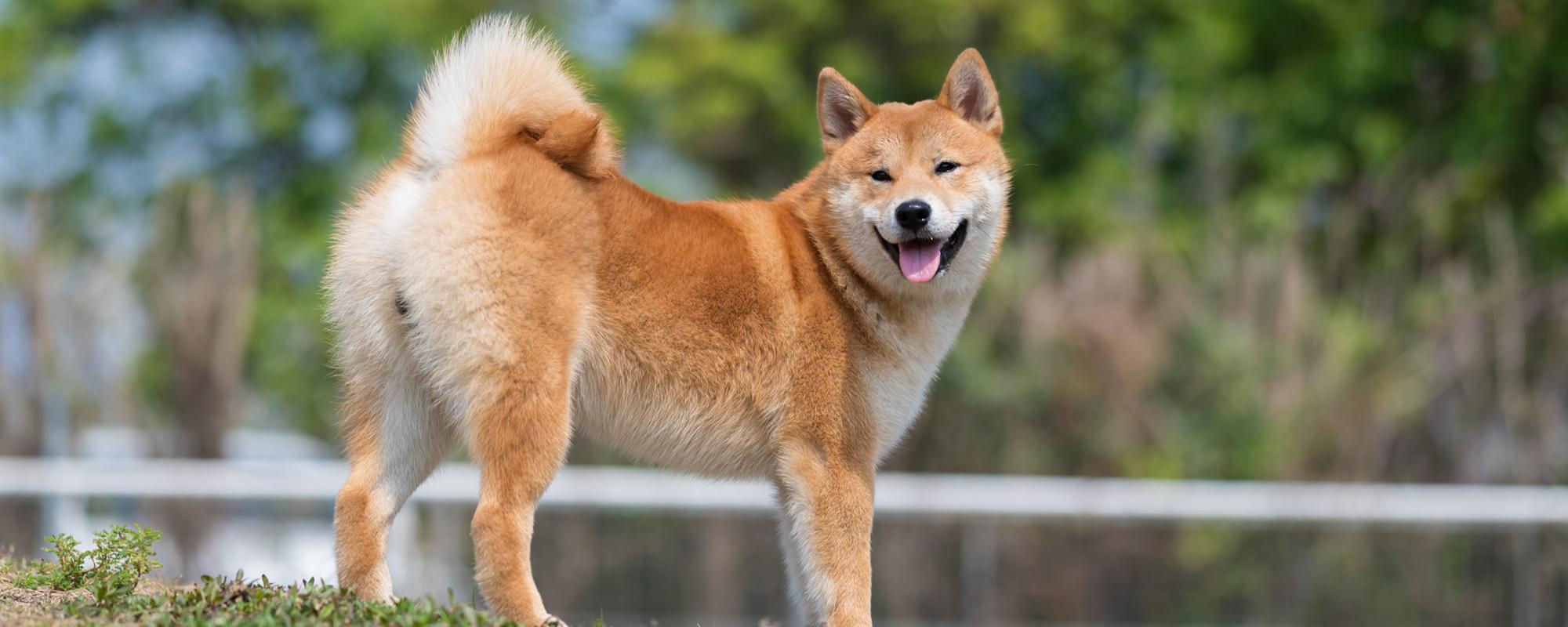 Shiba Inu Rasseportrait