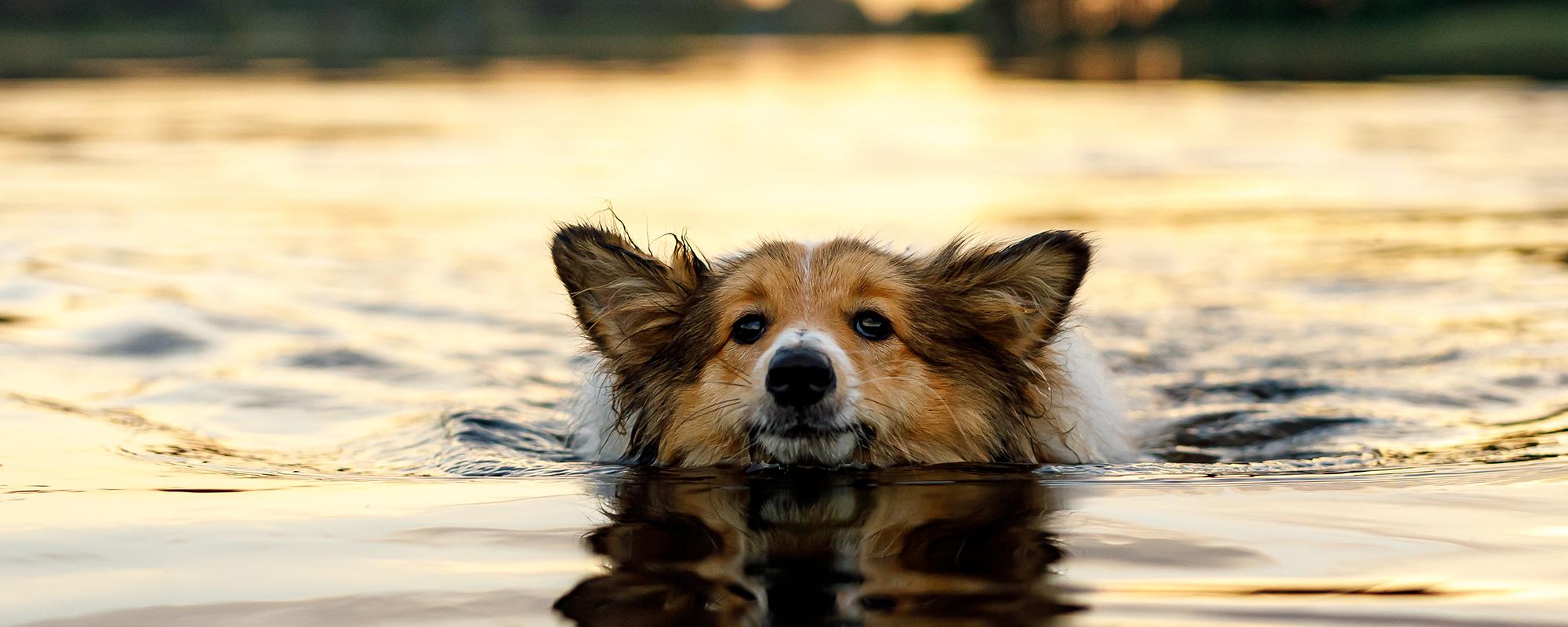 hund-schwimmt schwimmen ist für hunde gesund