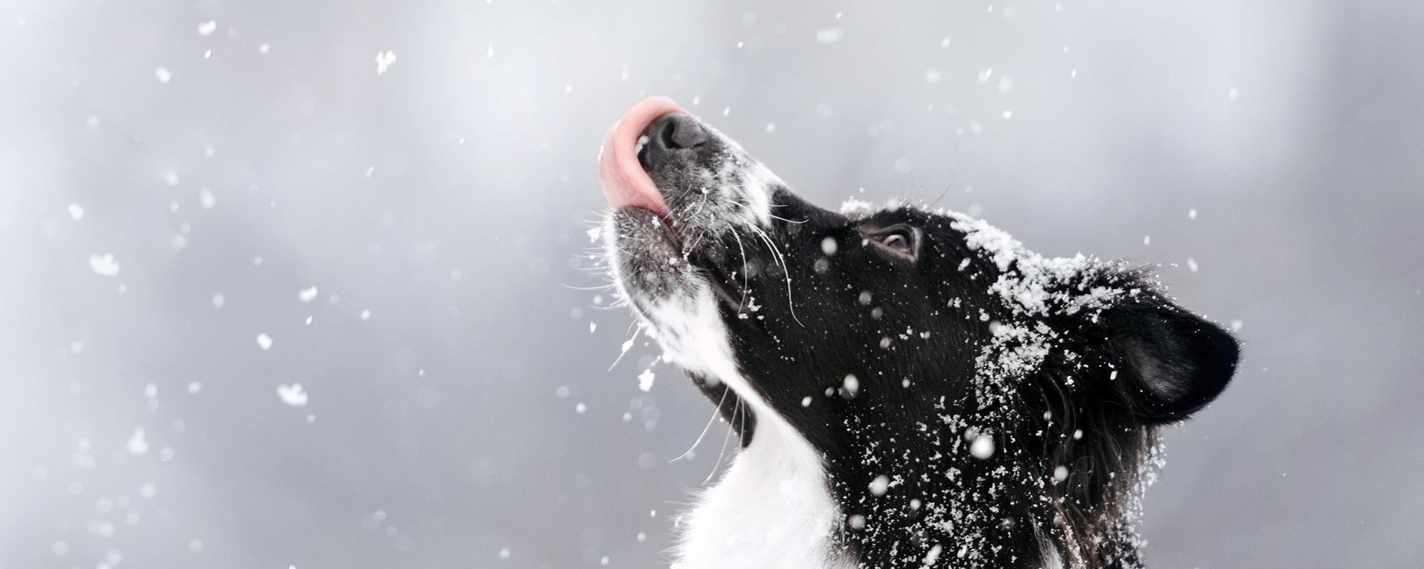 hund-winter so kommt ihr hund gesund durch den winter