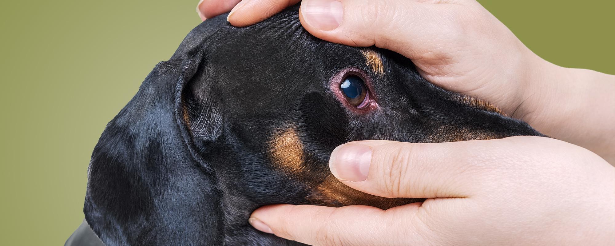 bindehautentzuendung beim hund Bindehautentzündung bei hund erkennen und behandeln