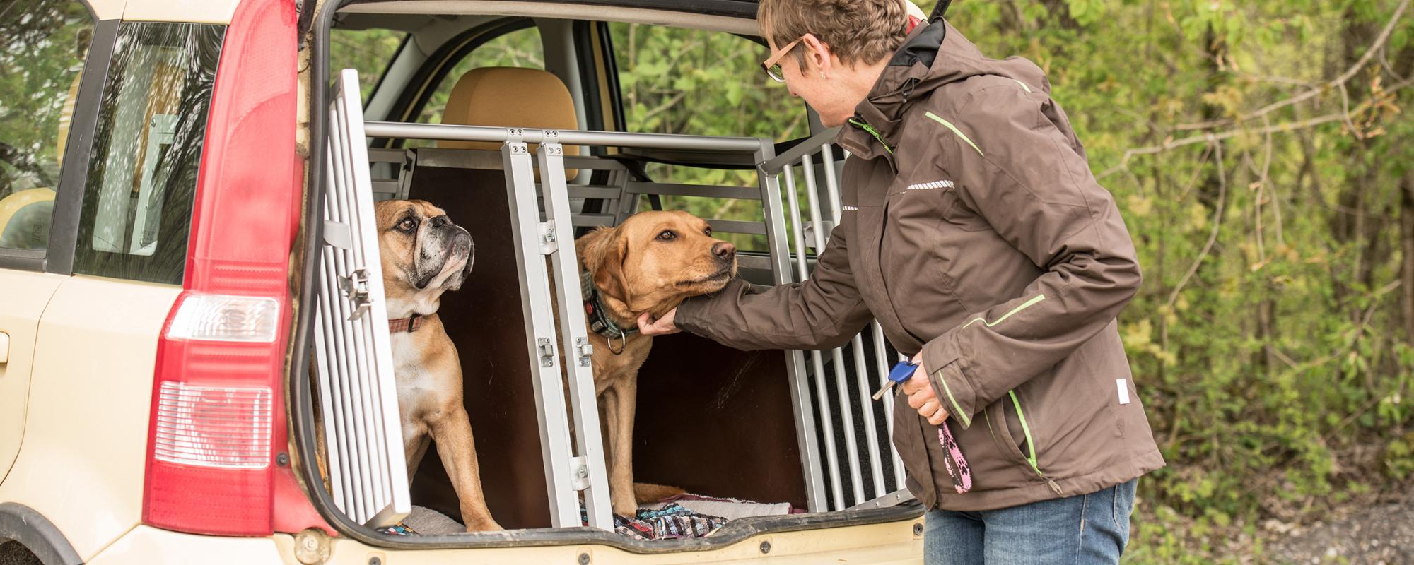 hundeboxen für autos was beachten