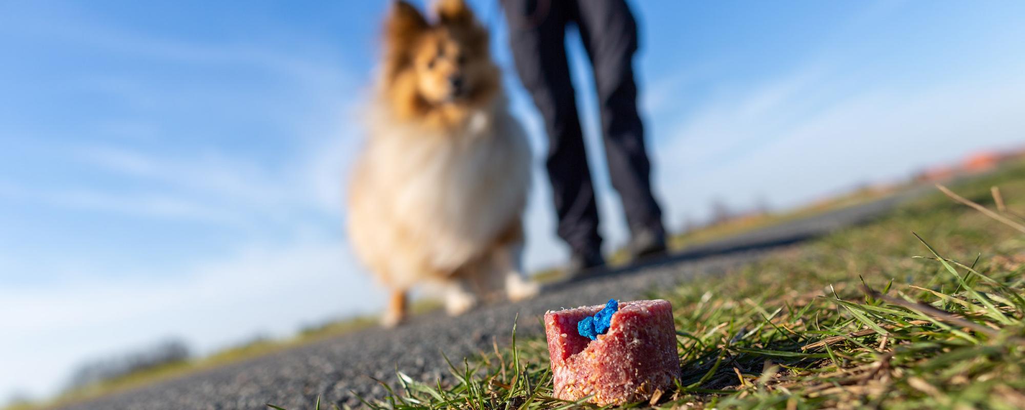 giftkoederschutz giftköderschutz für hunde