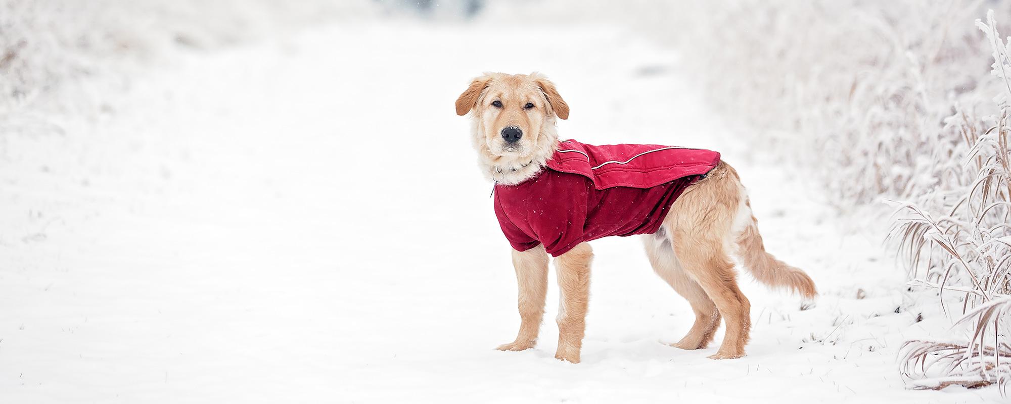 So schützen Sie ihren Hund vor Kälte, Nässe und Eis