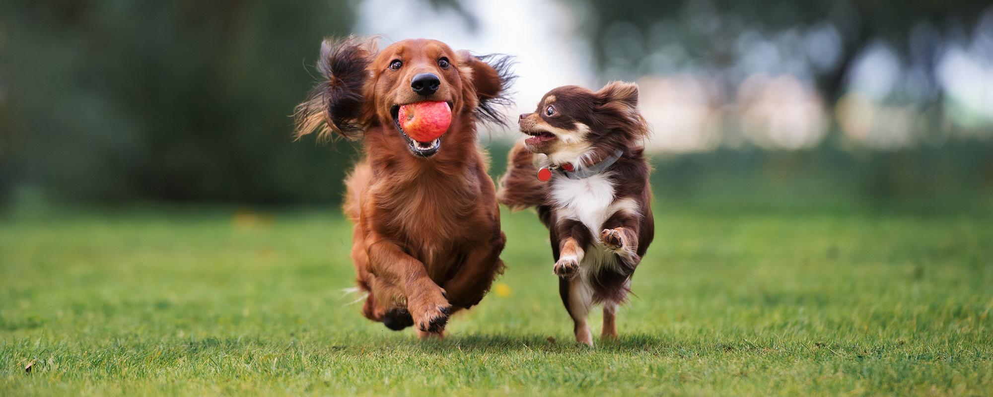 hunde beschaeftigen