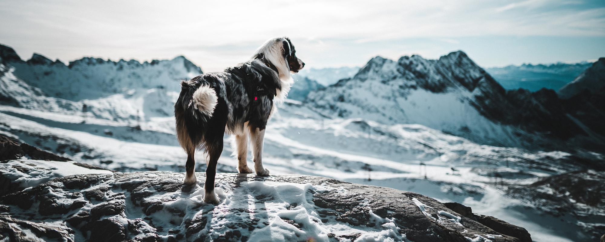 Tipps für das Wandern mit Hund