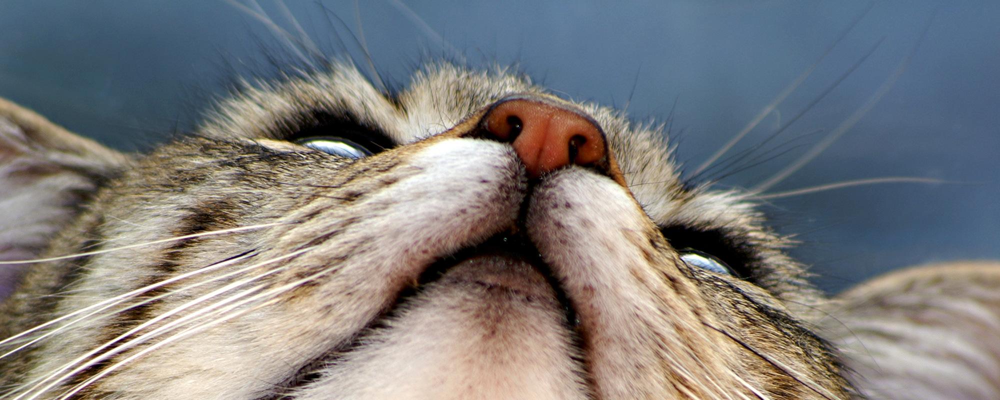 katzenschnupfen katzenschnupfen