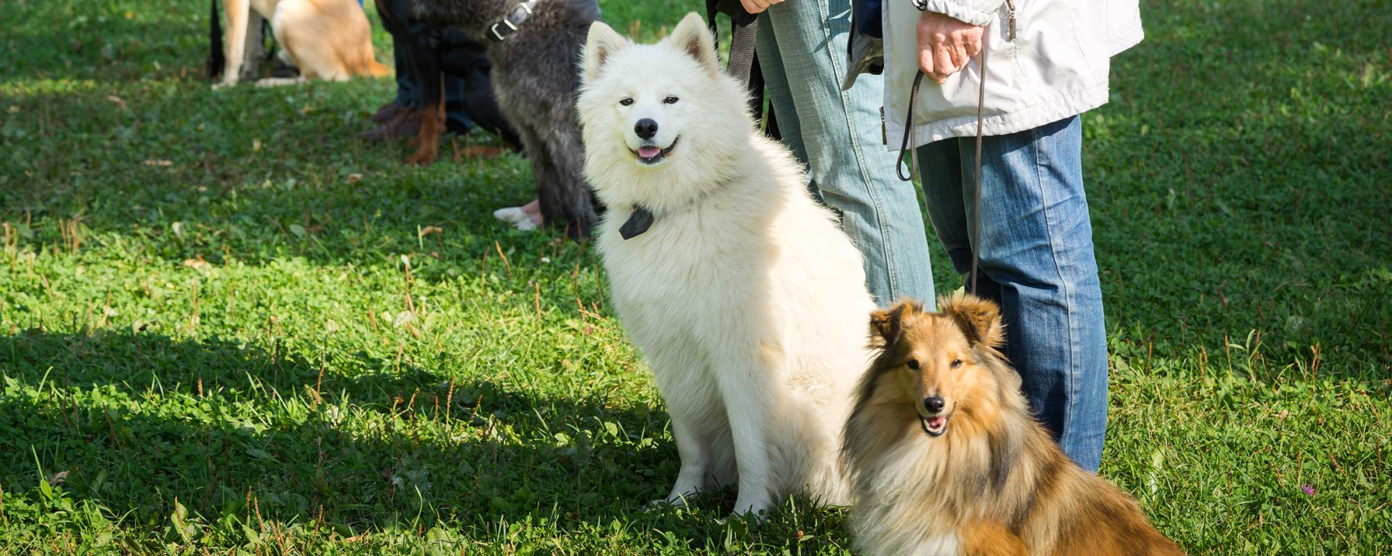 obligatorische hundekurse in der schweiz