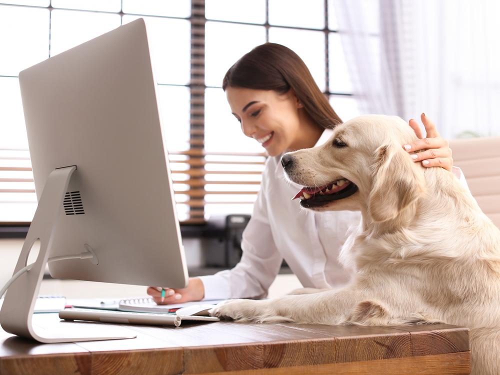 hund am arbeitsplatz - was ist erlaubt und was nicht
