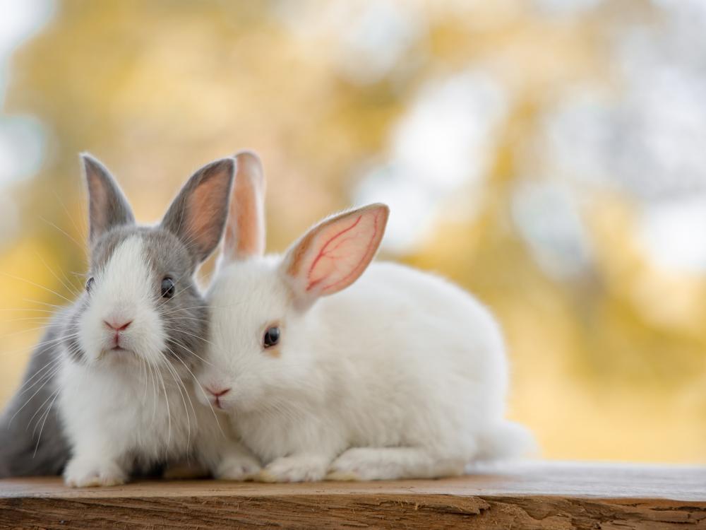 Haltung von Kaninchen