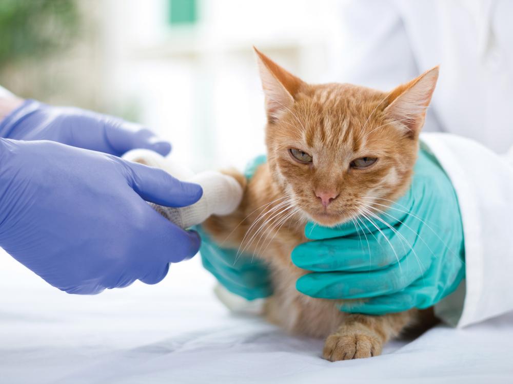 Verletzte Tiere sollten immer möglichst schnell zum Tierarzt gebracht werden