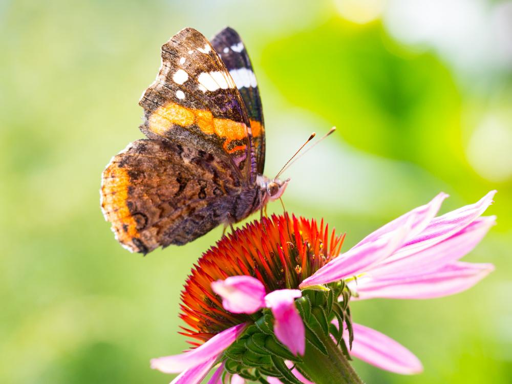 schmetterling