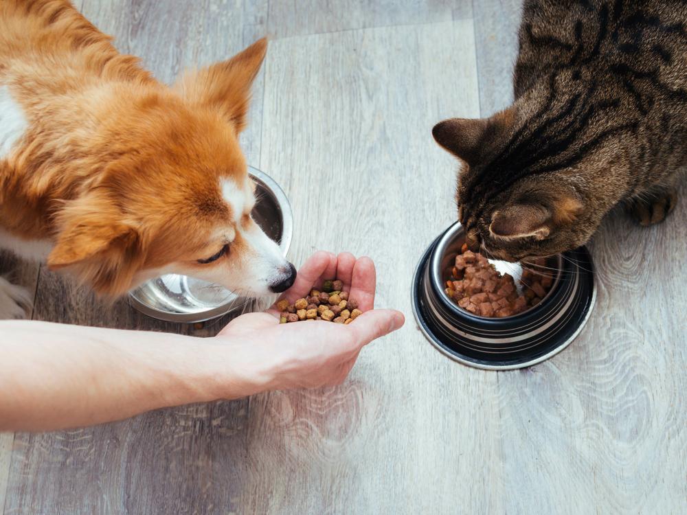 futtermittelalergie bei hund und katze