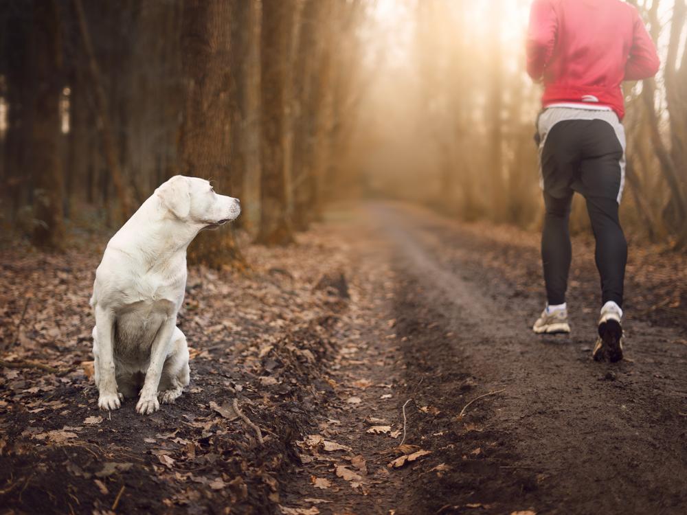 viele Menschen haben Angst vor Hunden - Verhaltenstipps