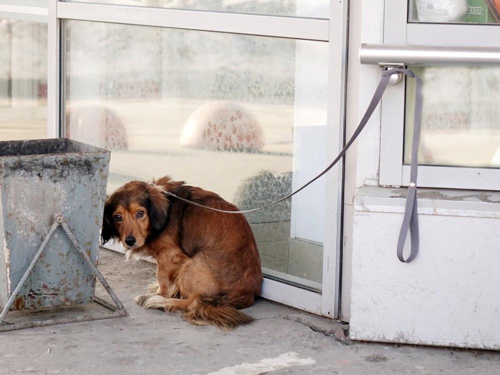Das Aussetzen von Hunden und anderen Haustieren ist in der Schweiz verboten