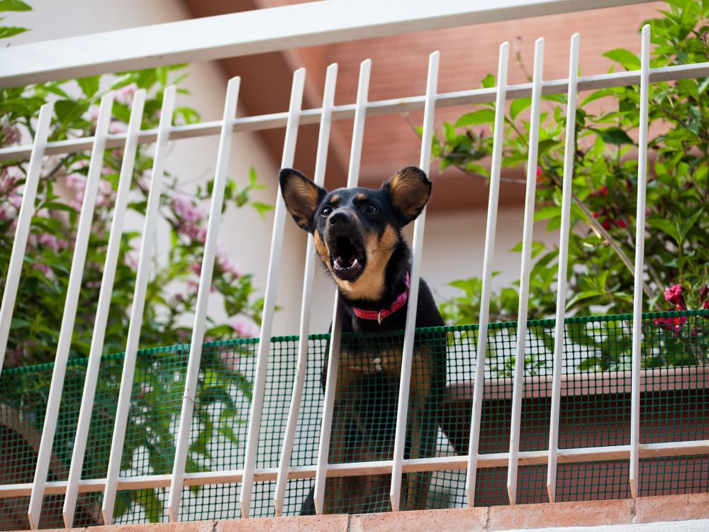 Hundegebell auf dem Balkon - ärgerlich für Nachbarn und Hundehalter
