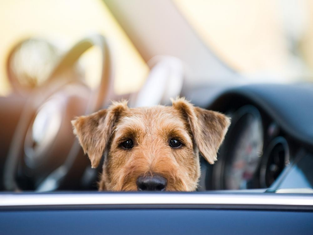 ein zurückgelassener Hund in einem an der Sonne geparkten Auto - eine Todesfalle