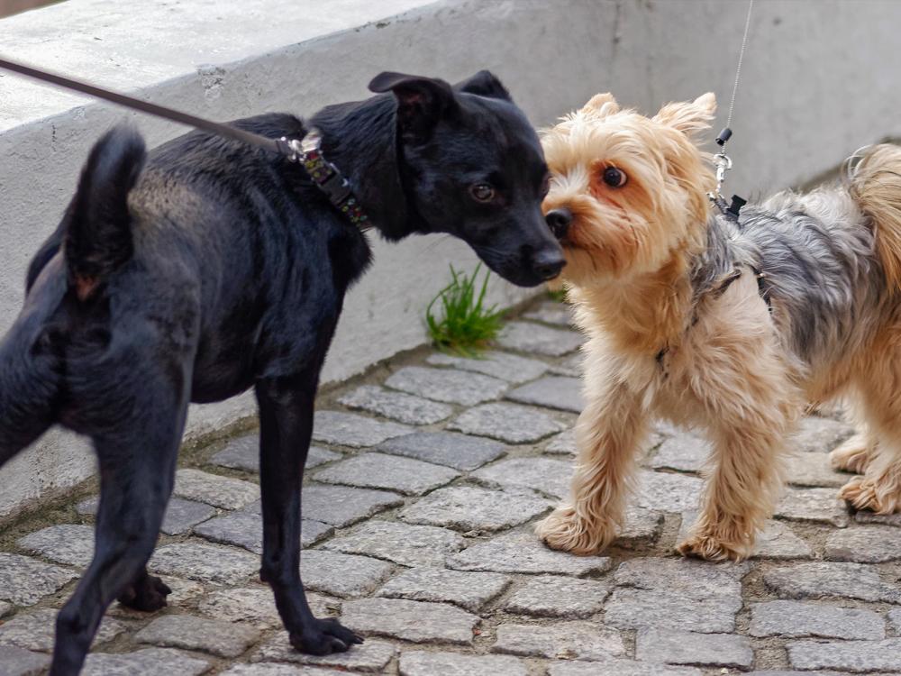 Verhaltensregeln für Hundehalter