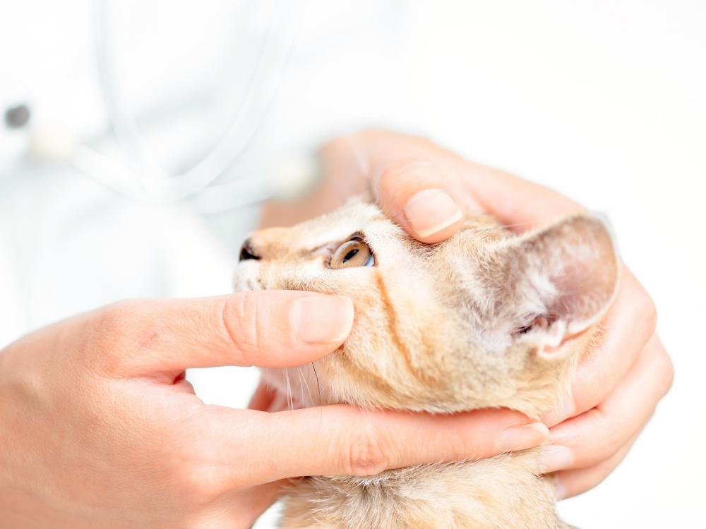 Augenerkrankungen bei Hund und Katze