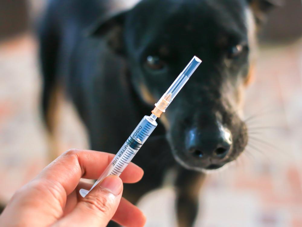 Diabetes bei Hund und Katze