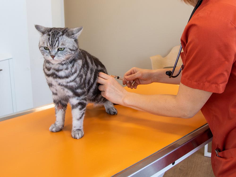 katze wird beim Tierarzt geimpft