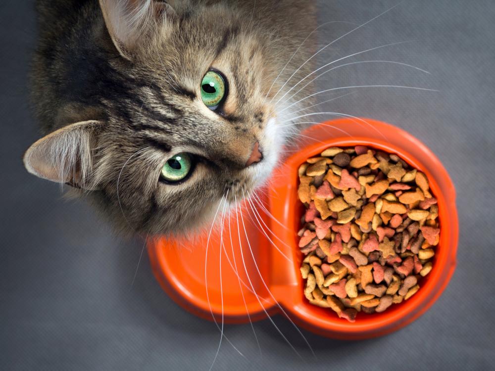 Wenn Katzen Trockenfutter erhalten, ist es wichtig, dass sie genügend trinken. Es empfiehlt sich deshalb, mehrere Trinkstellen in der Wohnung verteilt aufzustellen, um die Katze zum Trinken zu animieren.